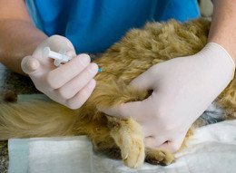 Vaccines & Pet Vaccinations - How, Why, and When